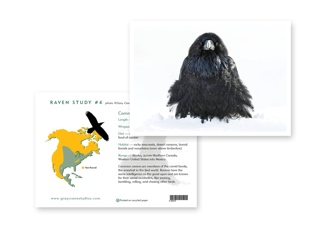 Raven Study #4 Notecard