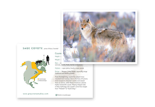 Sage Coyote Notecard