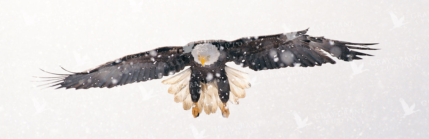 Spirit Eagle Watercolor Print