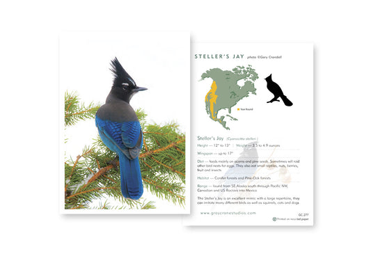 Stellar Jay Notecard