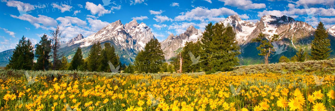 Tetons & Flowers Watercolor Print