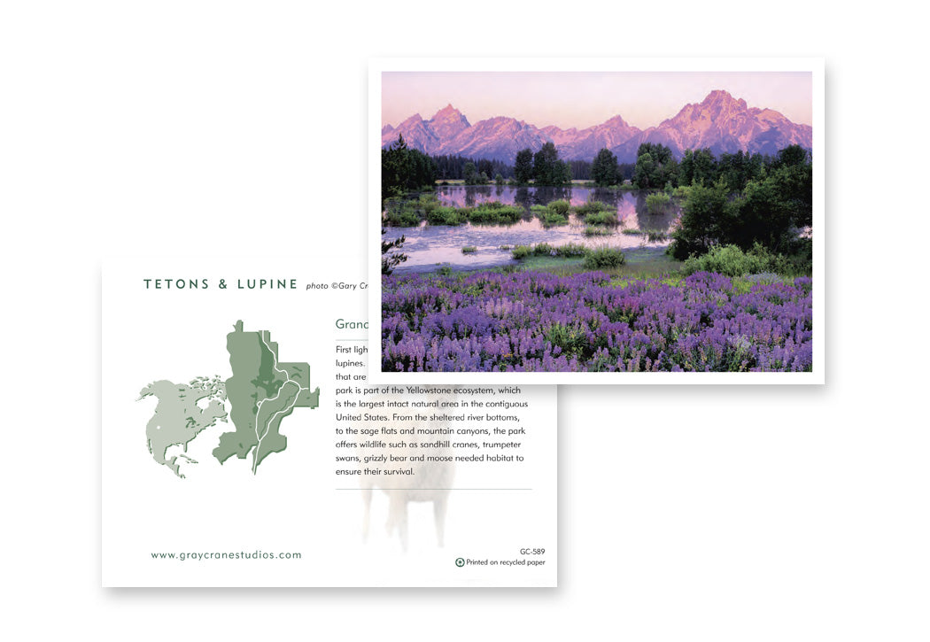 Tetons and Lupine Notecard