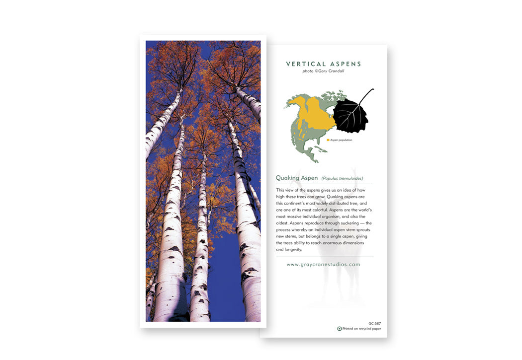 Vertical Aspens Notecard