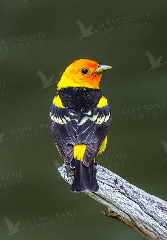 Western Tanager Watercolor Print