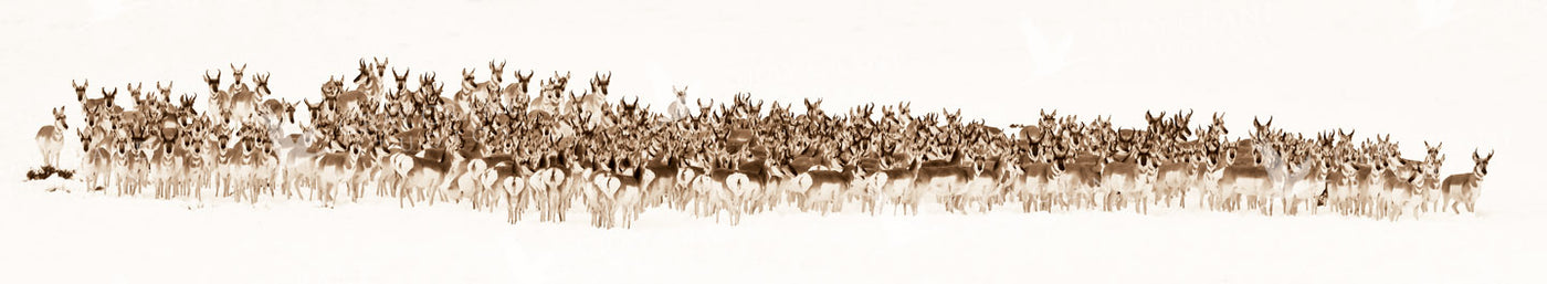 The Wild Bunch Watercolor Print