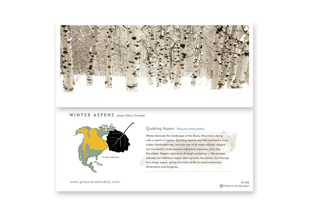 Winter Aspens Notecard