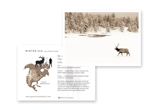 Winter Elk Notecard