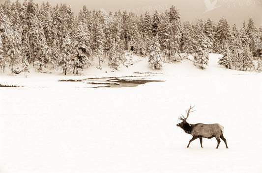 Winter Elk Watercolor Print