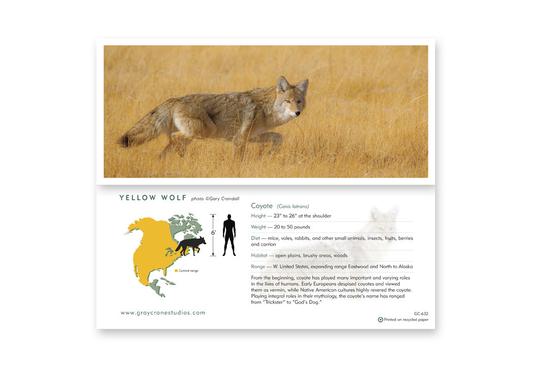 Yellow Wolf Notecard